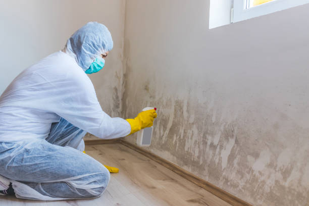 Licensed Mold Removal service in Franklin, NJ - Car Mold Remediation